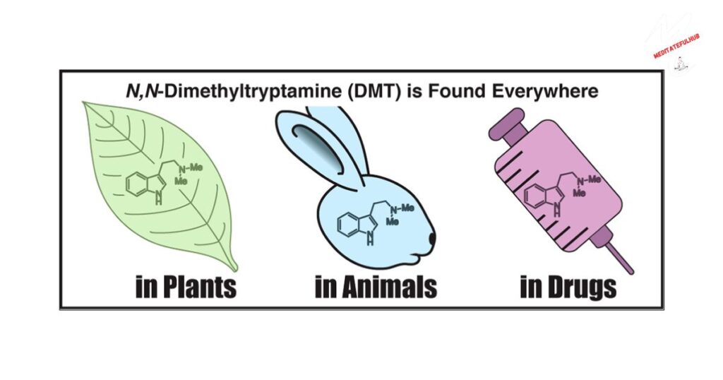 Where is DMT found naturally?