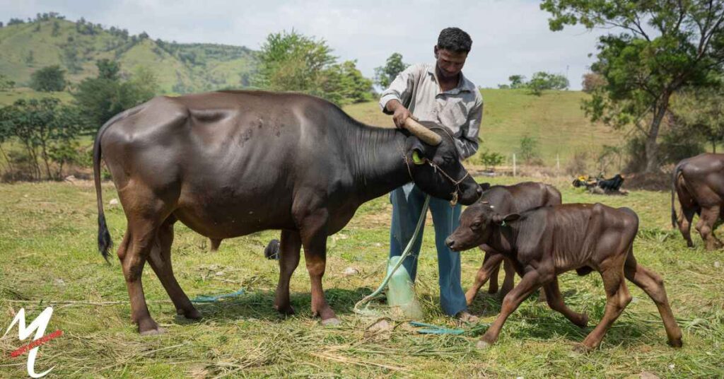 Eco-Friendly Option The Environmental Impact of Buffalo Milk Production